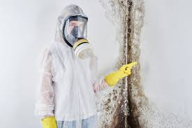 Best Water Damage & Mold Remediation  in Wendover, UT